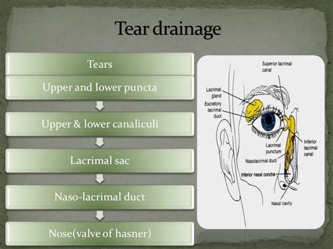 tear film test ppt